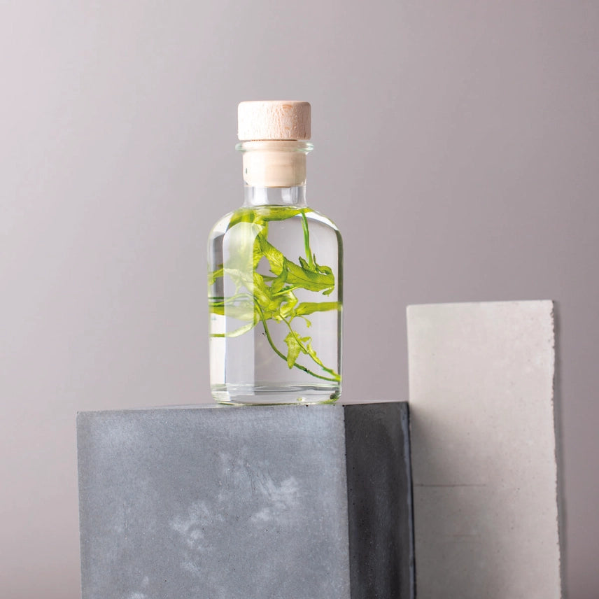 Algue aquatique – Plante immergée