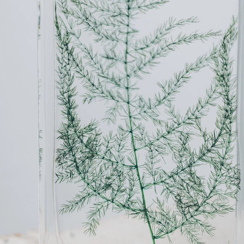 Asparagus plumosus – Plante immergée