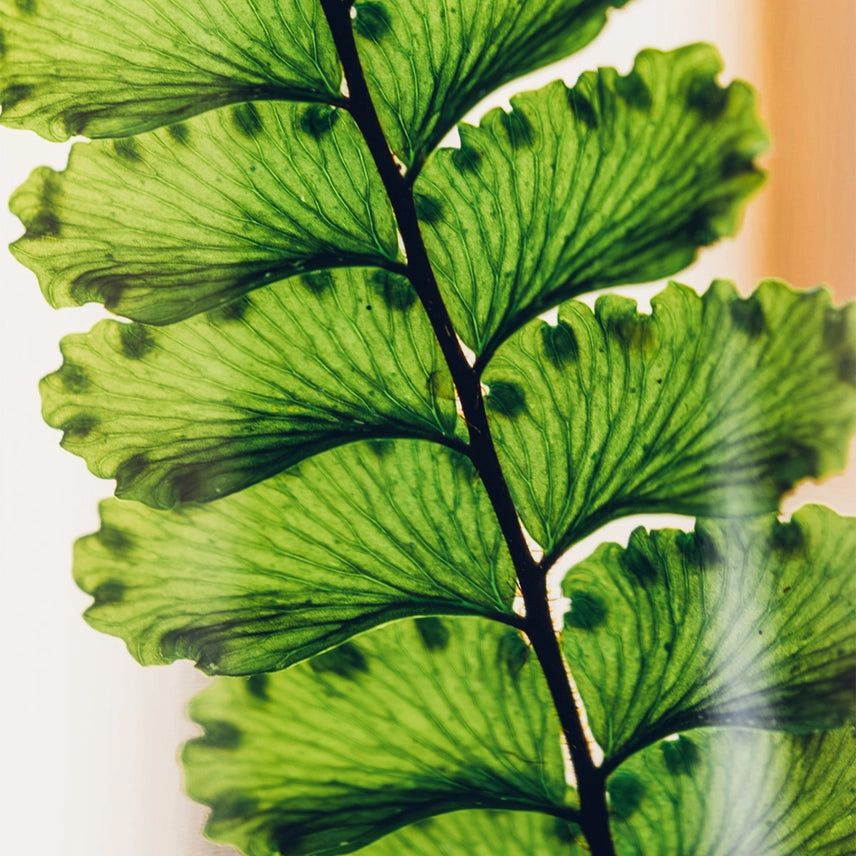 Fougère Felci verte – Plante immergée