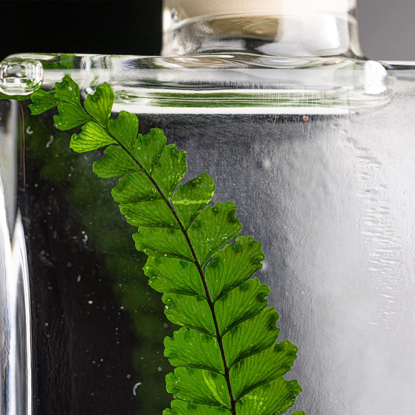 Fougère Felci verte – Plante immergée