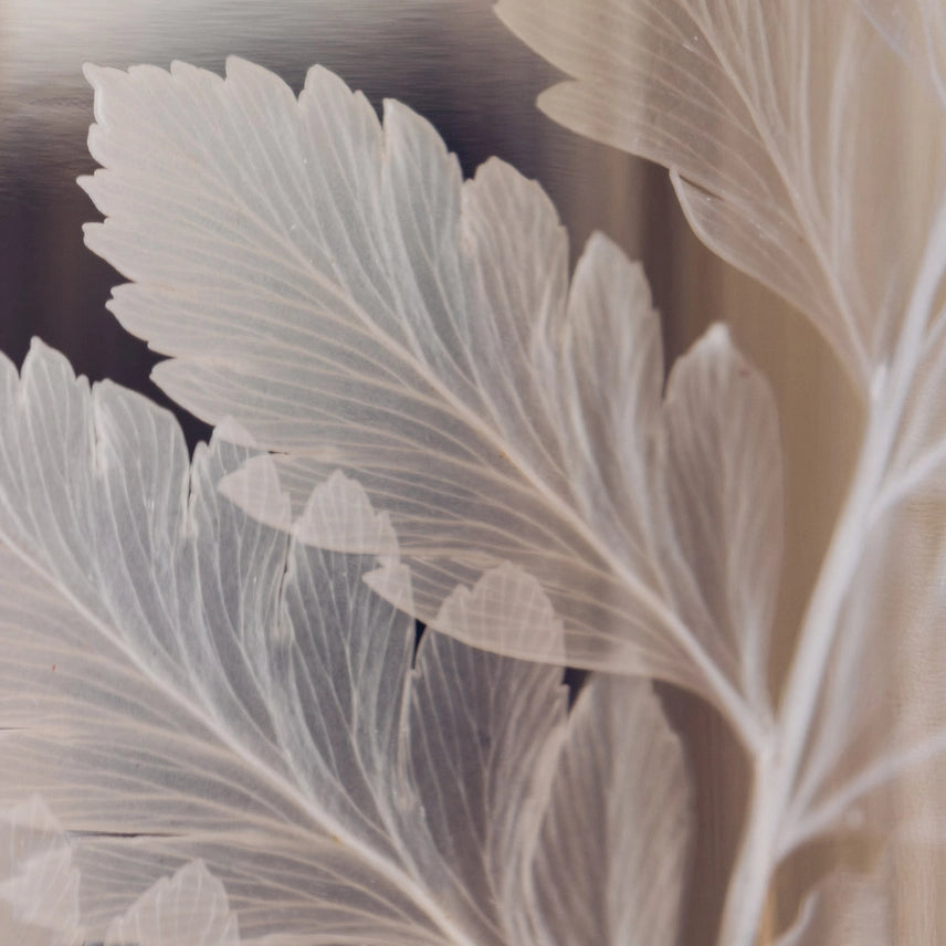 Fougère cuir blanche – Plante immergée
