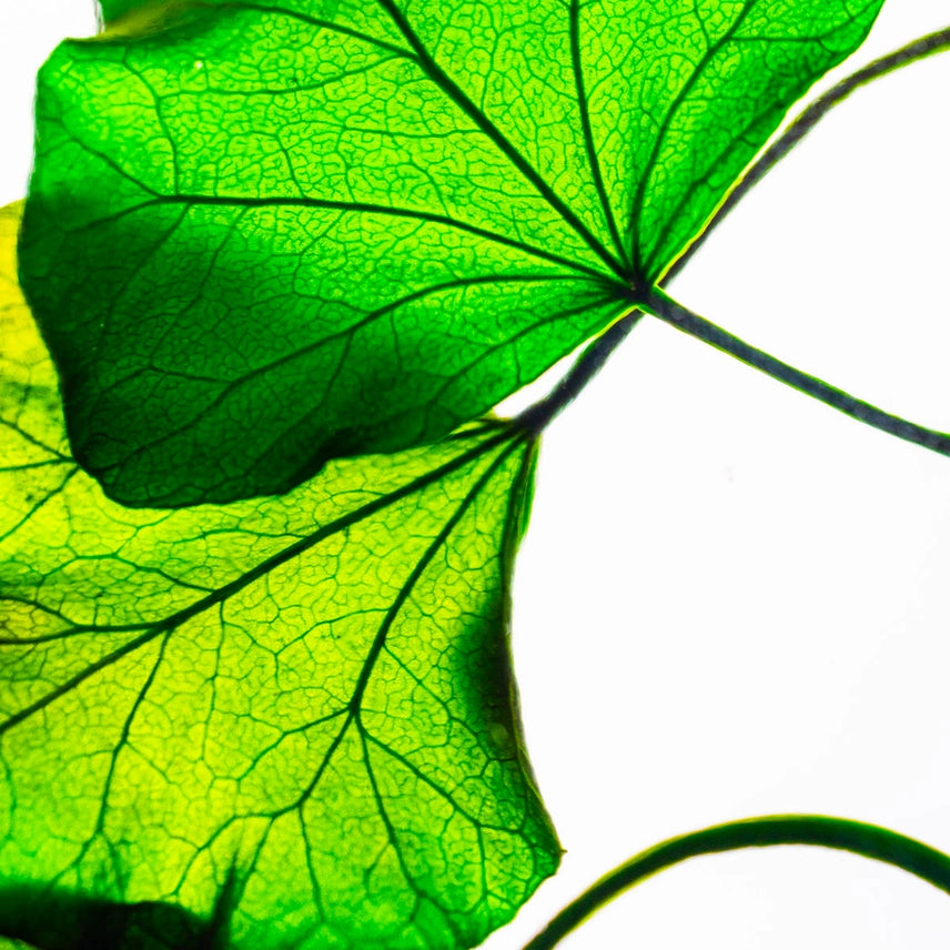 Lierre Hélix - Plante Immergée