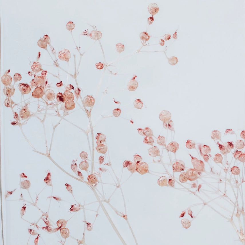 Gypsophile rose – Plante immergée
