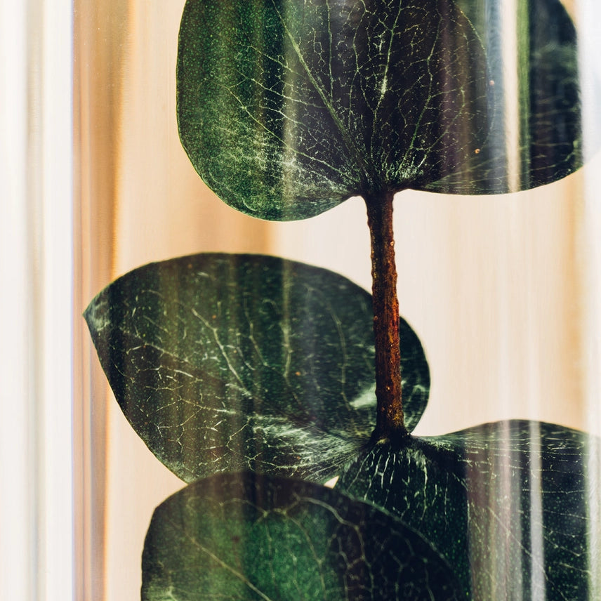 Eucalyptus