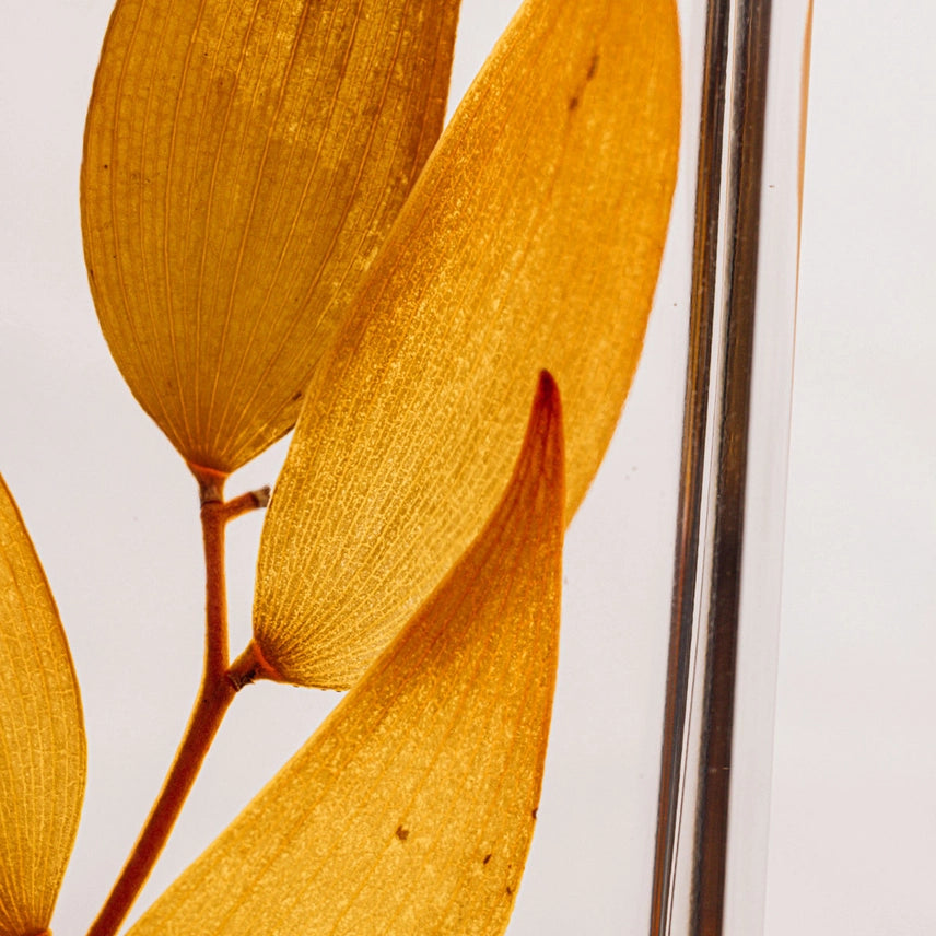 Ruscus Automnal – Plante immergée