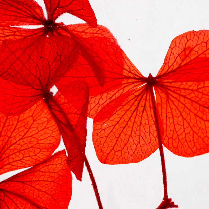 Hortensia Rouge passion – Fleur immergée