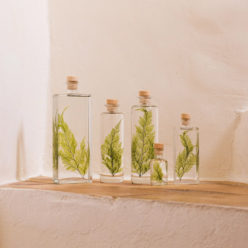 Fougère Tabalia verte – Plante immergée