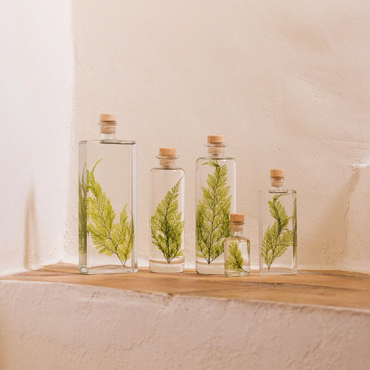 Fougère Tabalia verte – Plante immergée