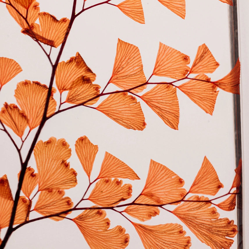 Fougère Luthi Terracotta – Plante Immergée