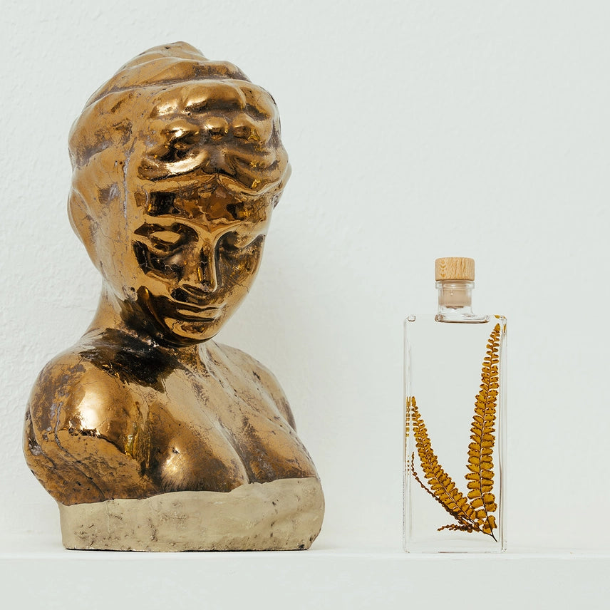 Fougère Felci ambre – Plante immergée