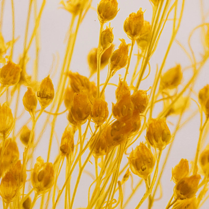 Broom bloom jaune – Plante immergée