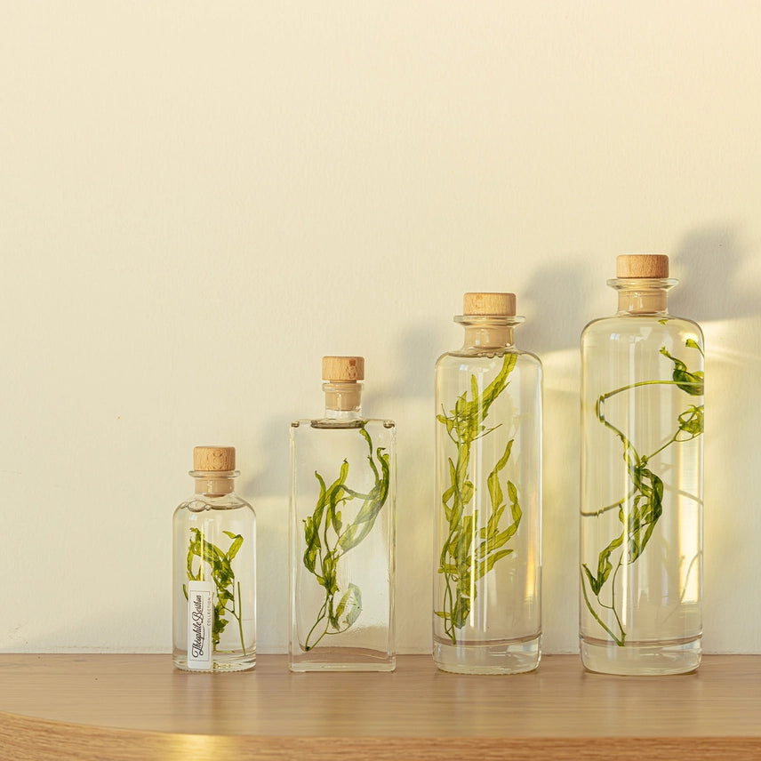Algue aquatique – Plante immergée