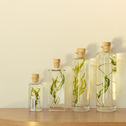 Algue aquatique – Plante immergée