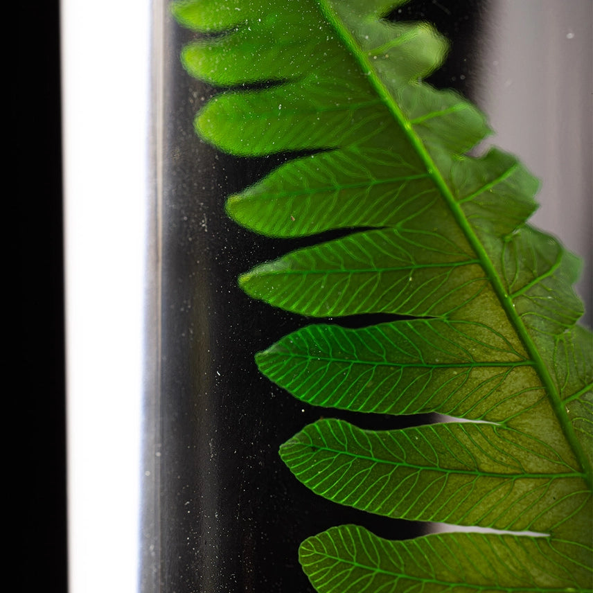 Argyrea – Plante immergée