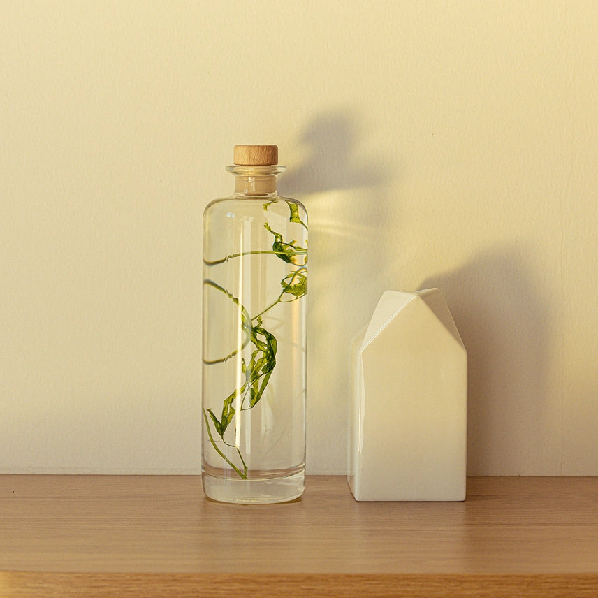 Algue aquatique – Plante immergée
