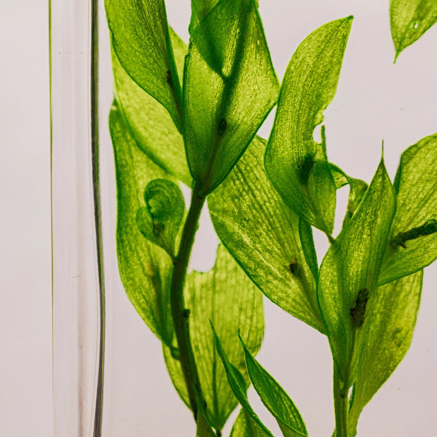 Ruscus vert acidulé – Plante immergée
