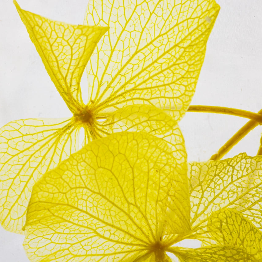 Hortensia Jaune – Fleur immergée