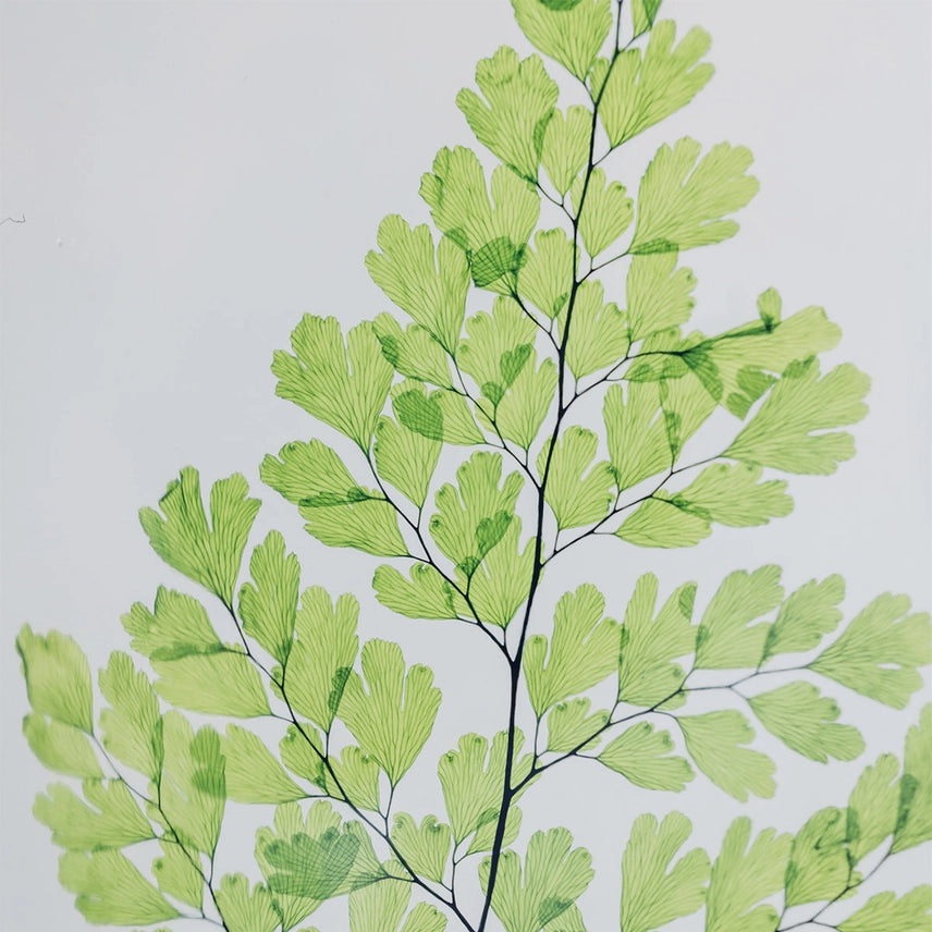 Fougère Luthi verte – Plante immergée