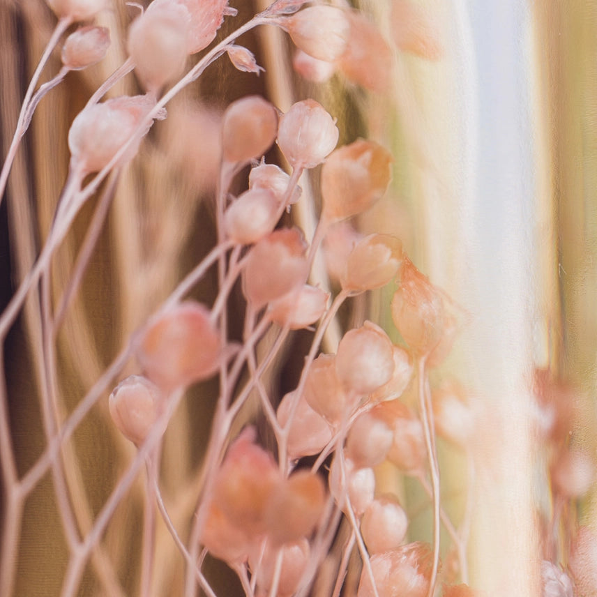 Broom Bloom rose – Plante immergée