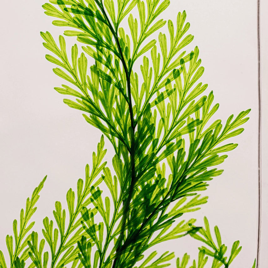 Fougère Tabalia verte – Plante immergée
