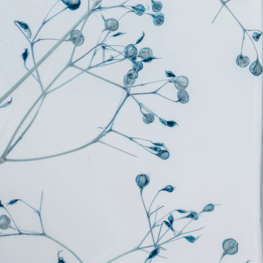 Gypsophile bleue - Plante immergée
