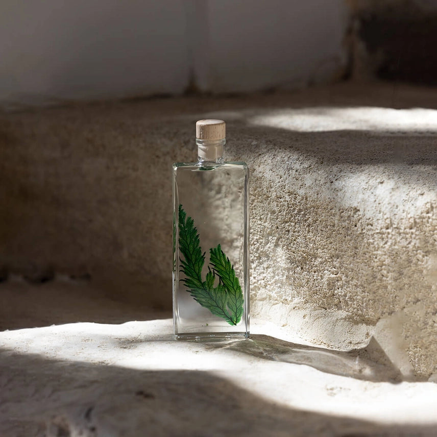 Fougère Colombienne – Plante immergée