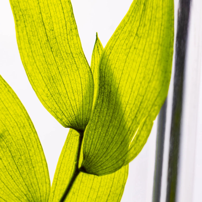 Ruscus Italien – Plante Immergée
