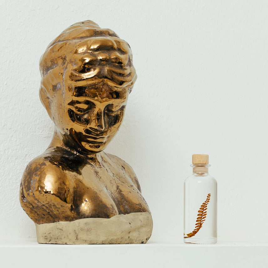 Fougère Felci ambre – Plante immergée