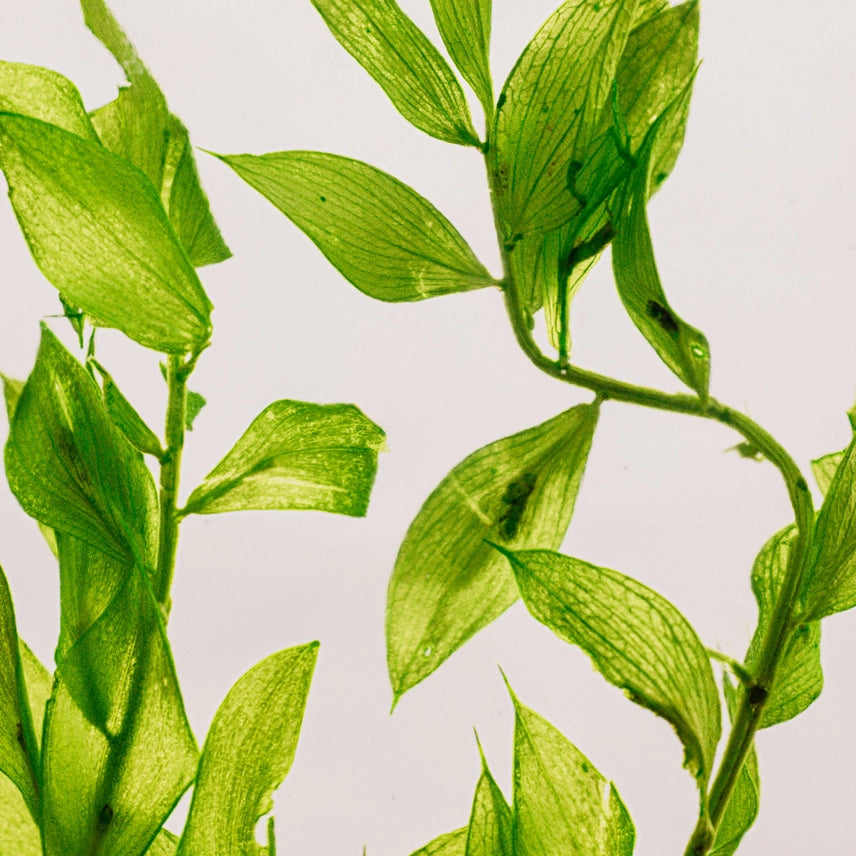 Ruscus vert acidulé – Plante immergée