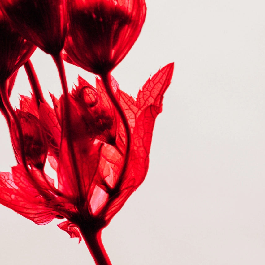Astrance rouge grenat – Fleur immergée