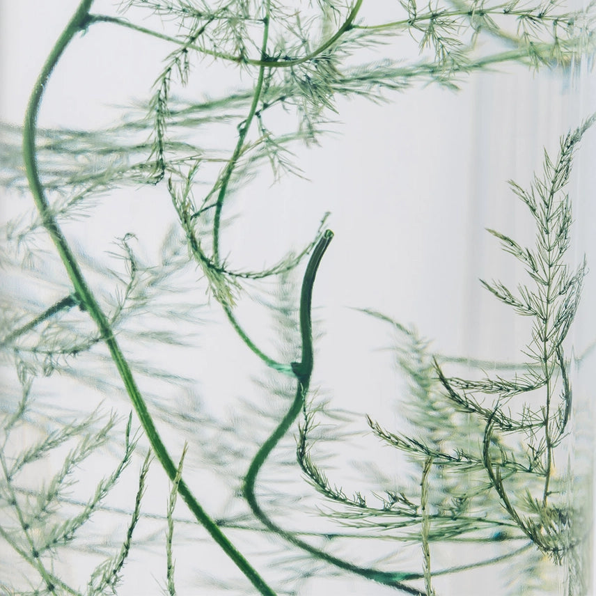 Asparagus plumosus – Plante immergée