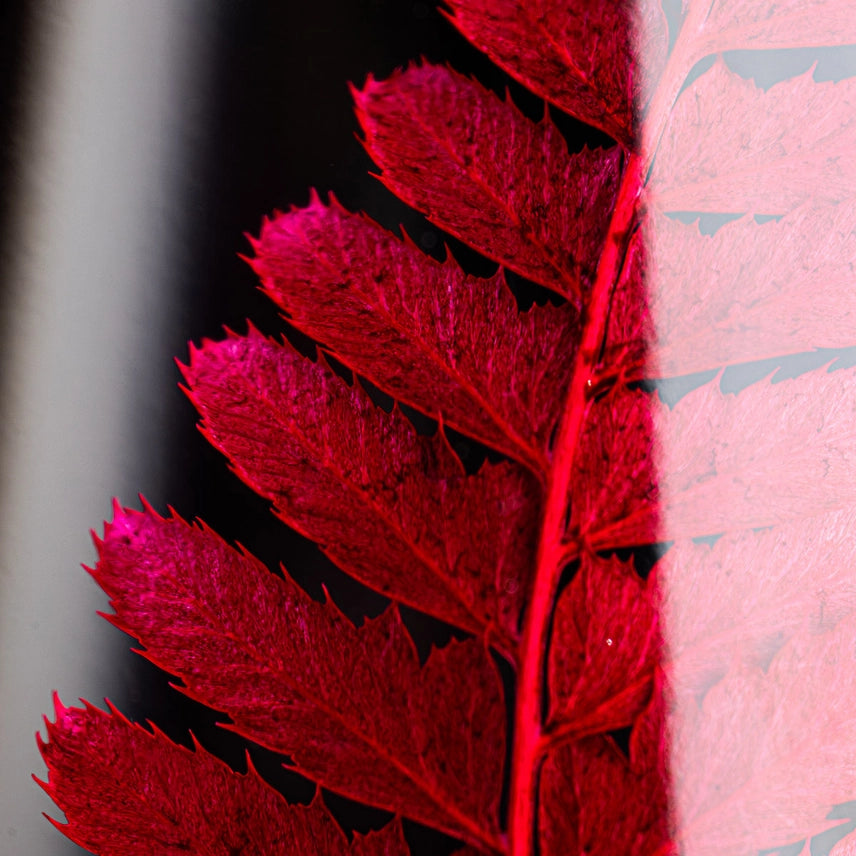 Rumohra rouge – Plante immergée