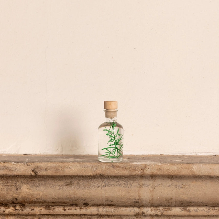 Asparagus sprengeri – Plante immergée