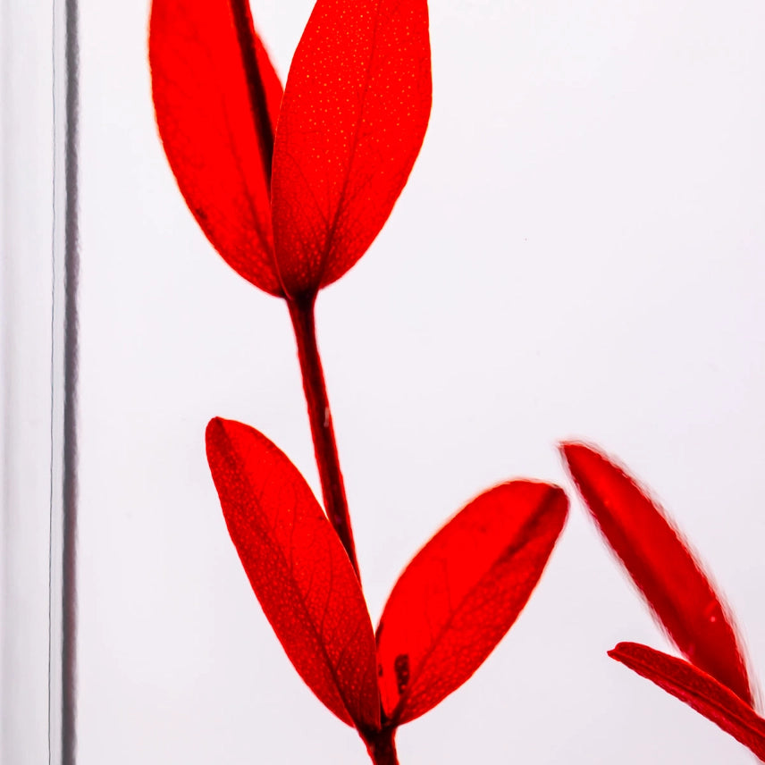 Eucalyptus Parvifolia - Plante Immergée