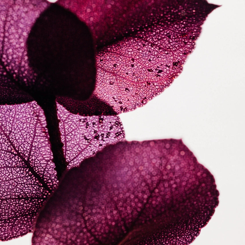 Eucalyptus Violet - Plante immergée