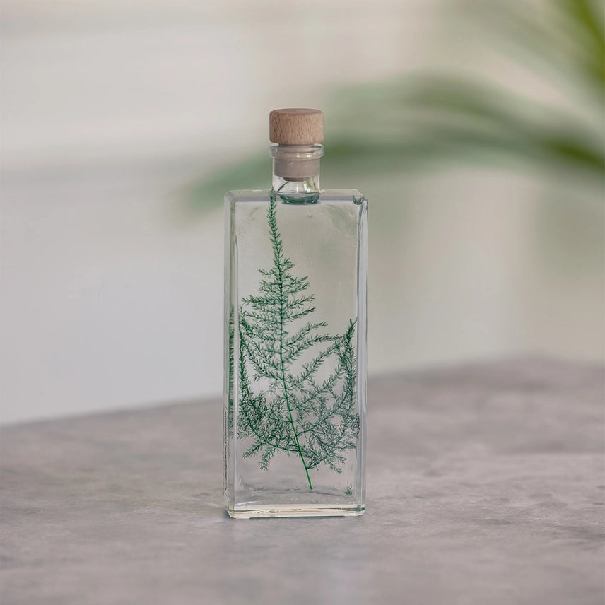 Asparagus plumosus – Plante immergée