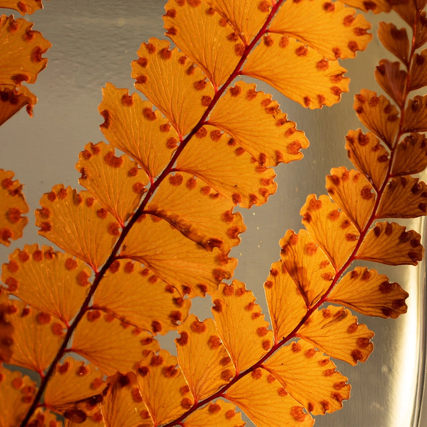 Fougère Felci rouge – Plante immergée
