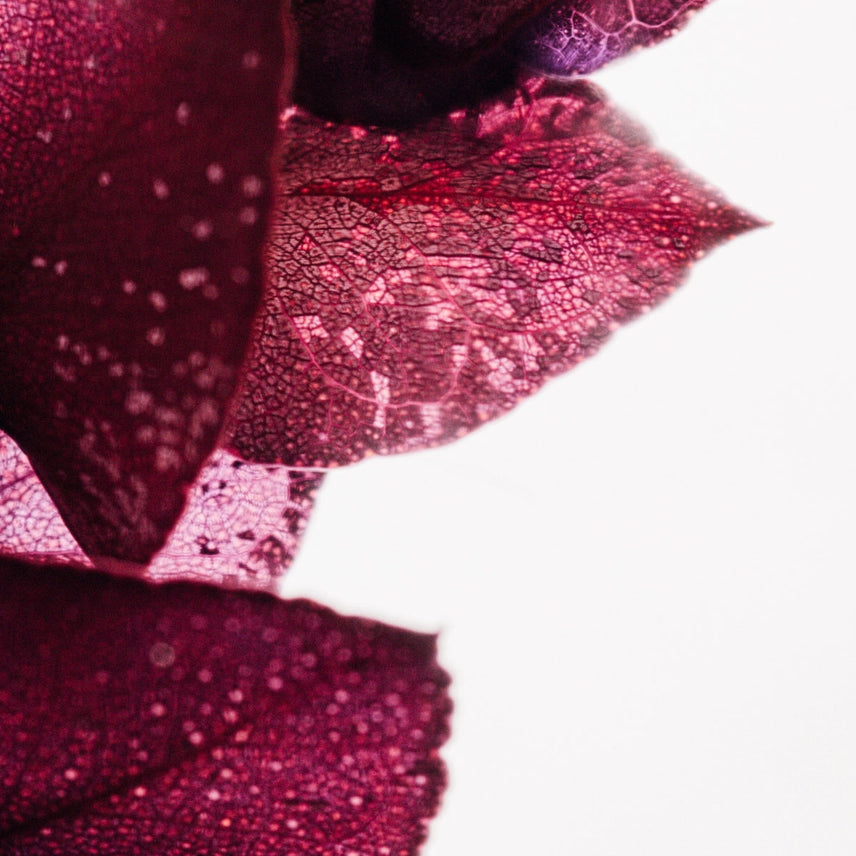 Eucalyptus Violet - Plante immergée