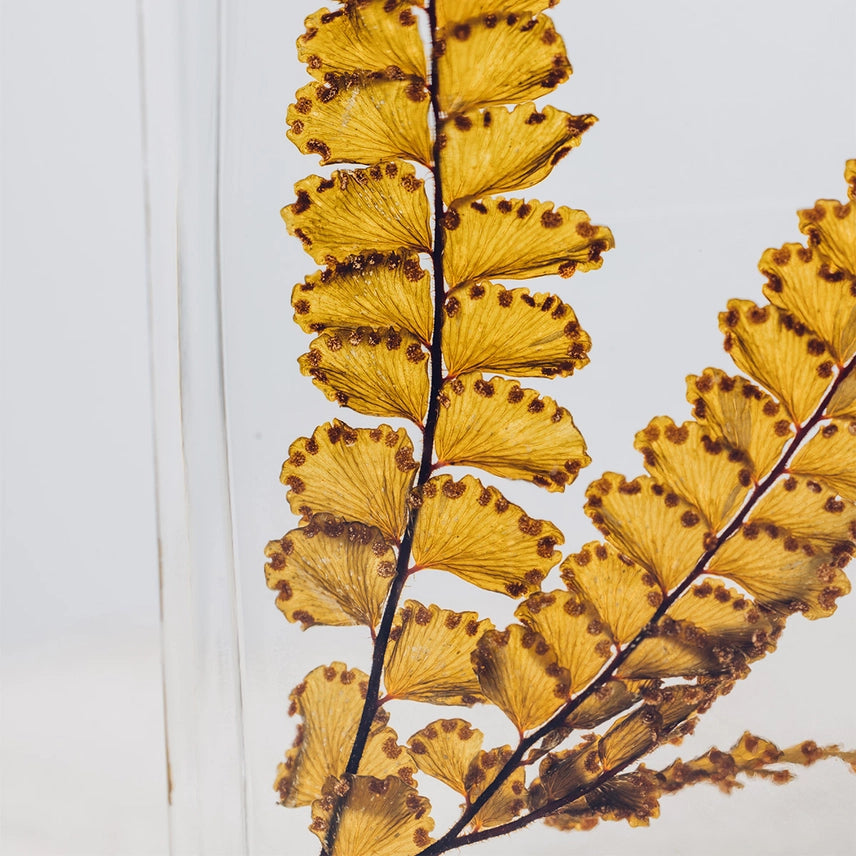 Fougère Felci ambre – Plante immergée
