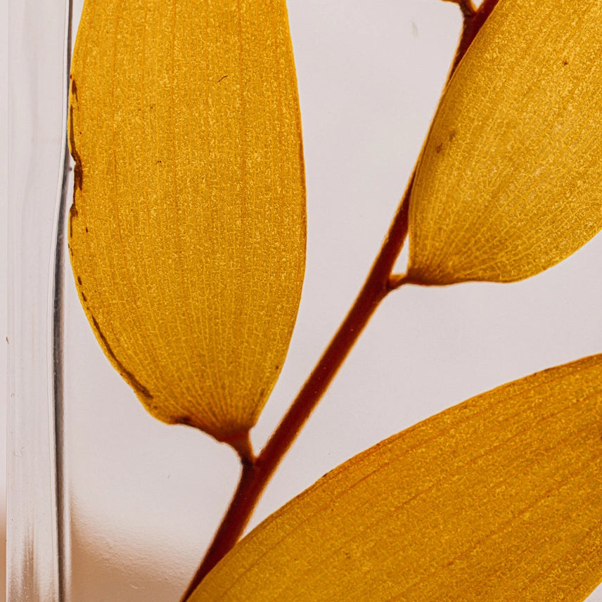 Ruscus Automnal – Plante immergée