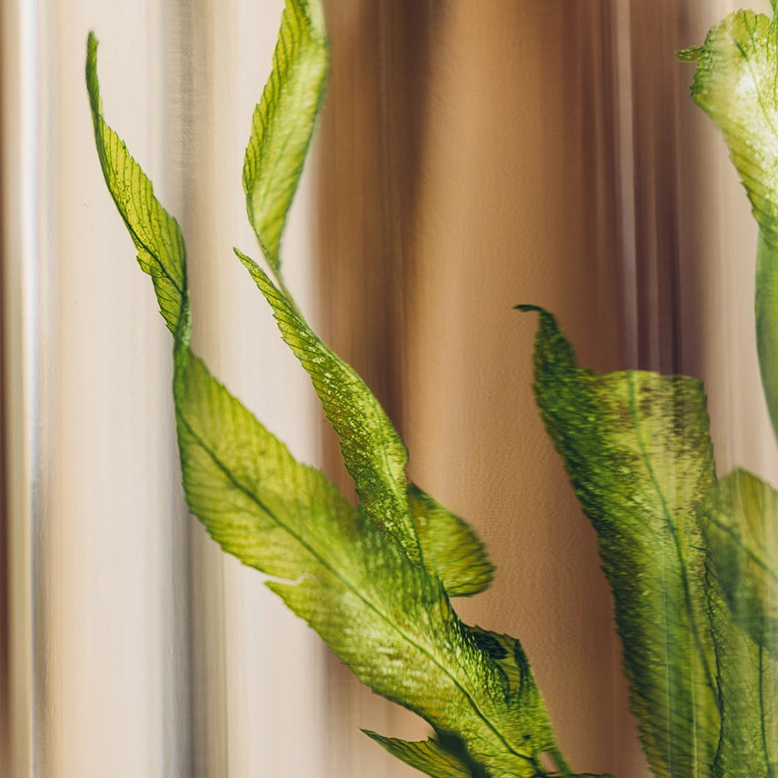 Algue aquatique – Plante immergée