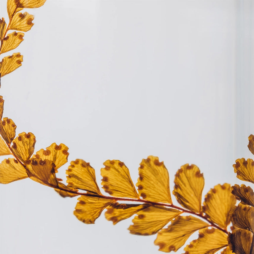 Fougère Felci ambre – Plante immergée