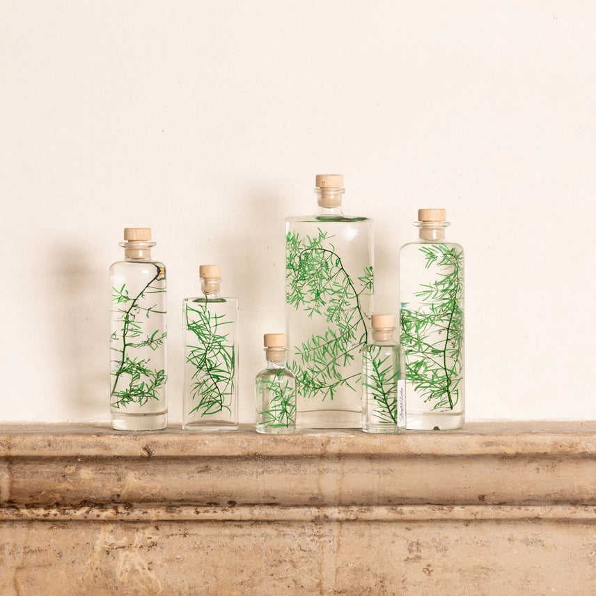 Asparagus sprengeri – Plante immergée