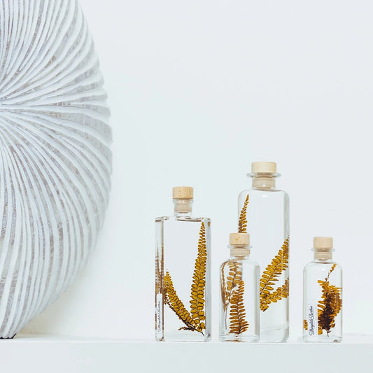 Fougère Felci ambre – Plante immergée