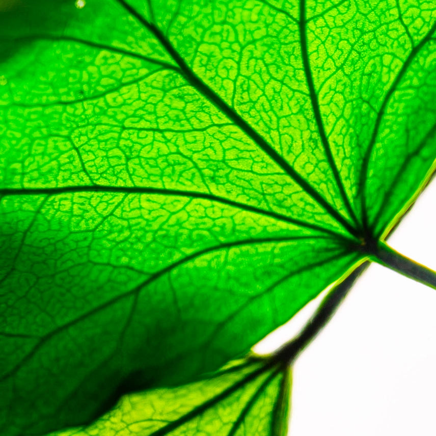 Lierre Hélix - Plante Immergée
