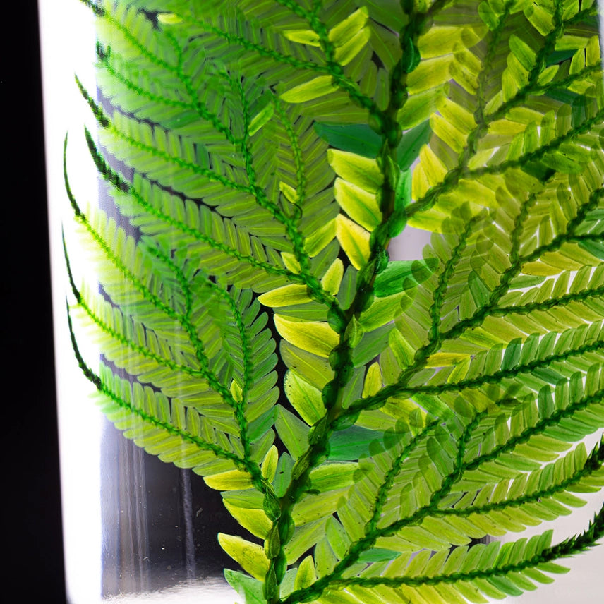 Fougère Colombienne – Plante immergée