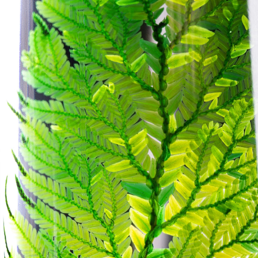 Fougère Colombienne – Plante immergée