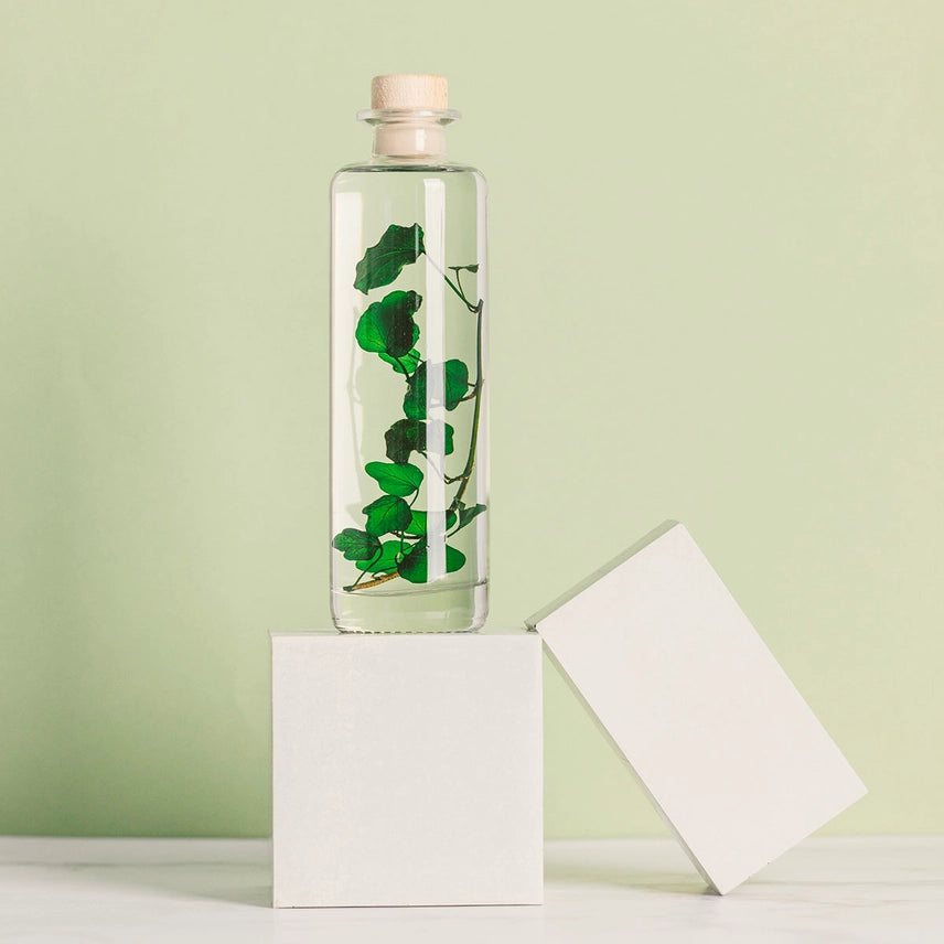 Lierre Hélix - Plante Immergée