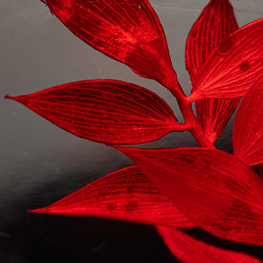 Ruscus rouge – Plante immergée