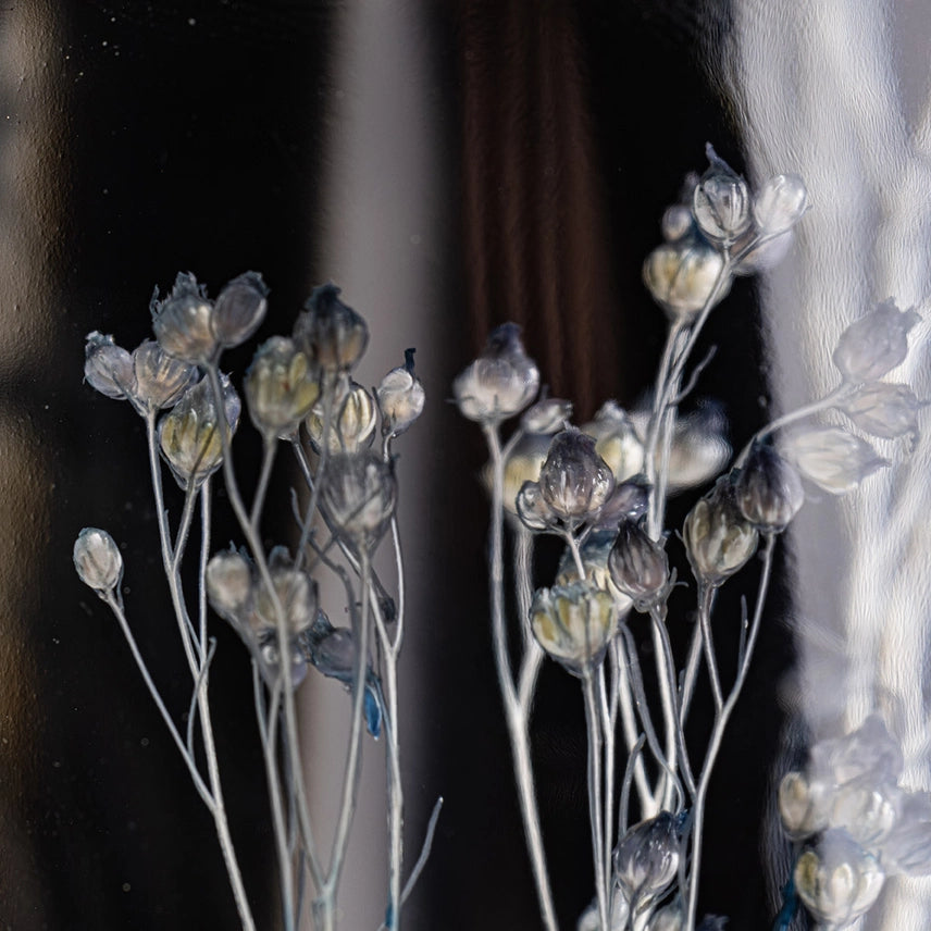 Broom bloom bleu – Plante immergée